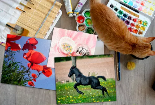 Pictures and cats PSD mockup