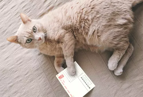 Postcard with cat PSD mockup
